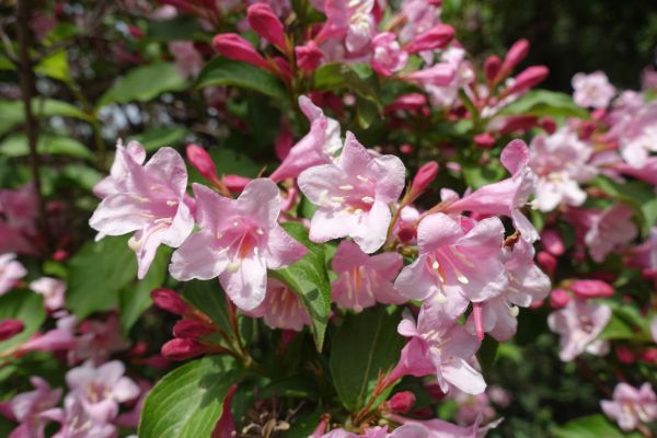 Weigela Pruning Service in Riverton