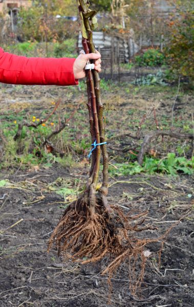 Shrub Root Removal in Riverton