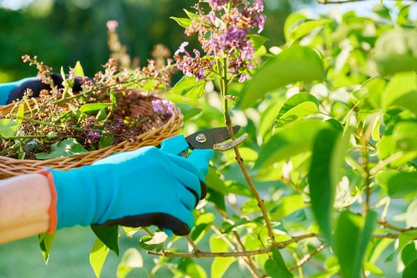 Lilac Trimming Service in Riverton