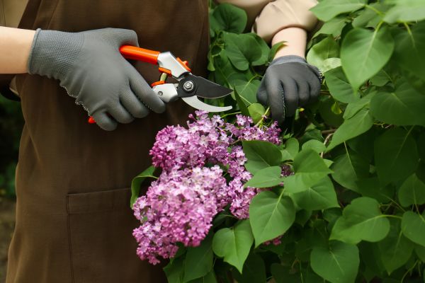 Lilac Pruning Service in Riverton