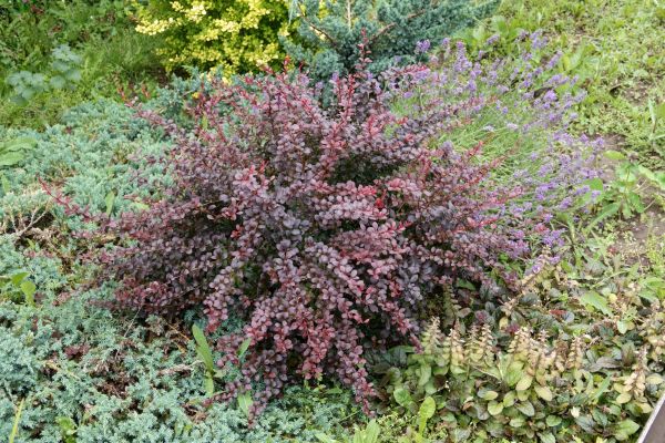 Japanese Barberry Removal in Riverton