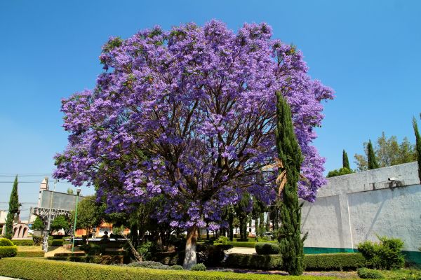 Jacaranda Pruning in Riverton