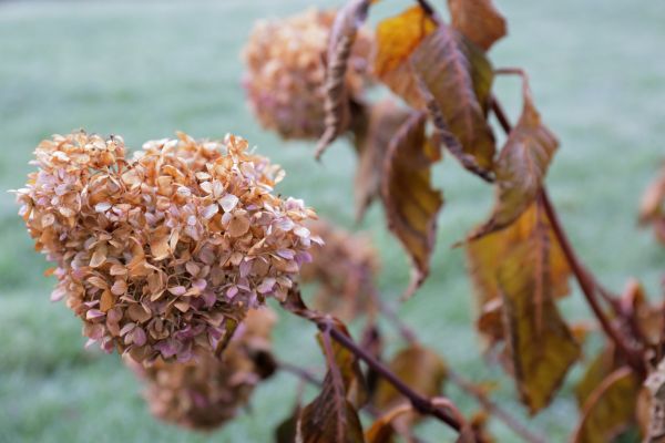 Hydrangea Removal in Riverton