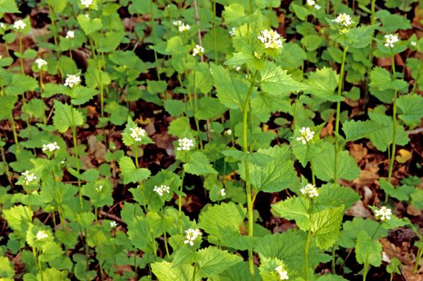 Garlic Mustard Removal in Riverton