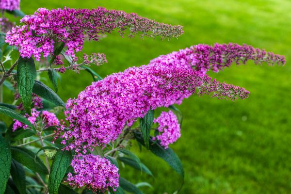 Butterfly Bush Removal in Riverton