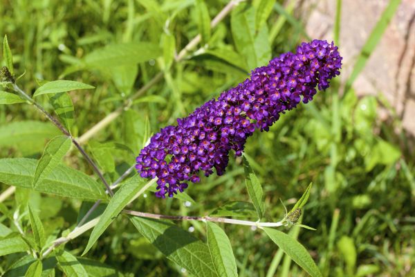 Butterfly Bush Pruning in Riverton