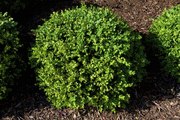 Boxwood Removal in Riverton
