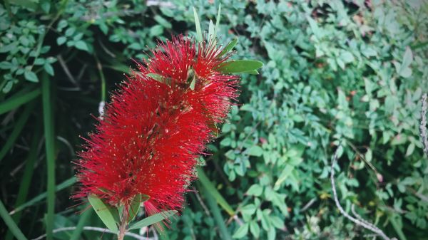 Bottlebrush Pruning in Riverton
