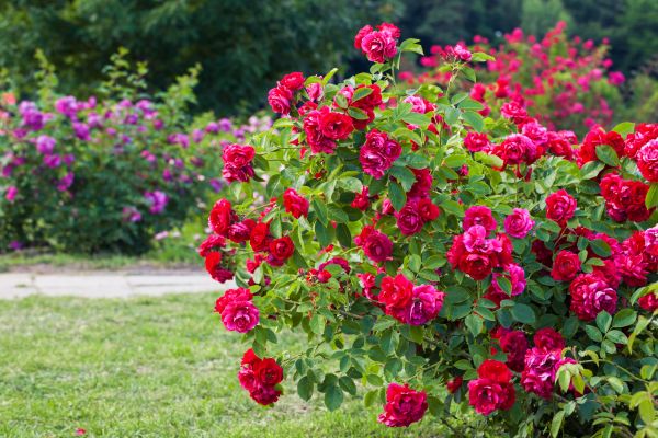 Shrub Trimming in Riverton