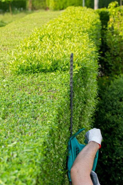 Hedge Trimming in Riverton