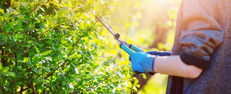 How To Tell When Your Shrubs Need Professional Care
